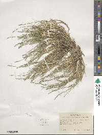 Muhlenbergia richardsonis image