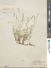 Muhlenbergia richardsonis image