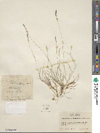 Muhlenbergia richardsonis image