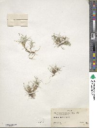 Muhlenbergia richardsonis image