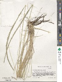 Muhlenbergia rigens image