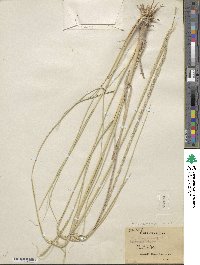 Muhlenbergia rigens image