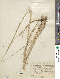 Muhlenbergia rigens image