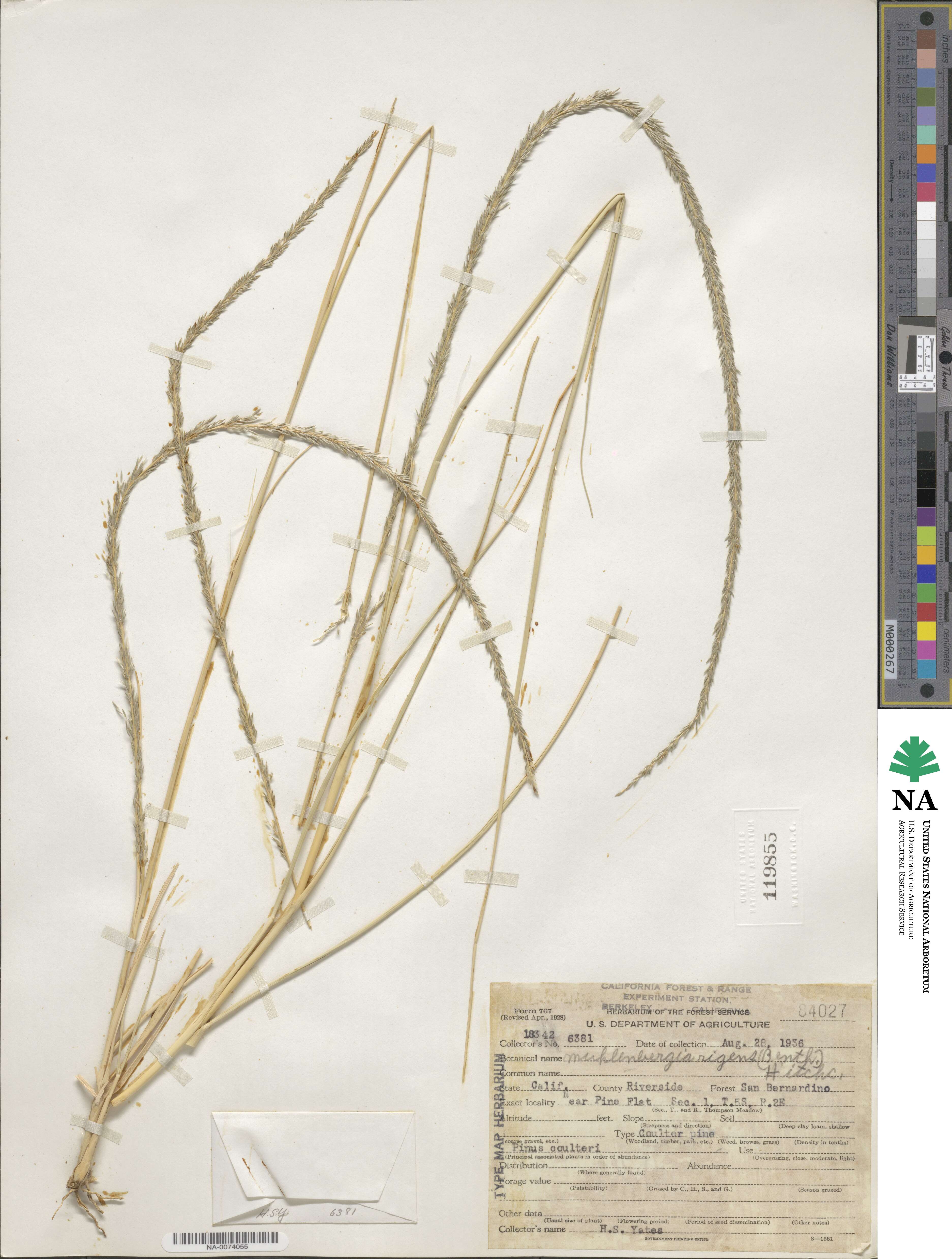 Muhlenbergia rigens image