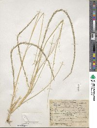 Muhlenbergia rigens image