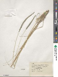 Muhlenbergia rigens image