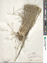 Muhlenbergia rigida image