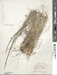 Muhlenbergia rigida image