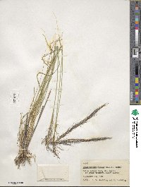 Muhlenbergia rigida image