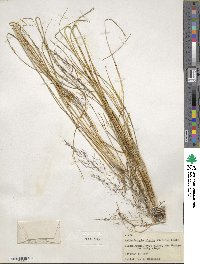 Muhlenbergia rigida image