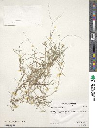 Muhlenbergia schreberi image