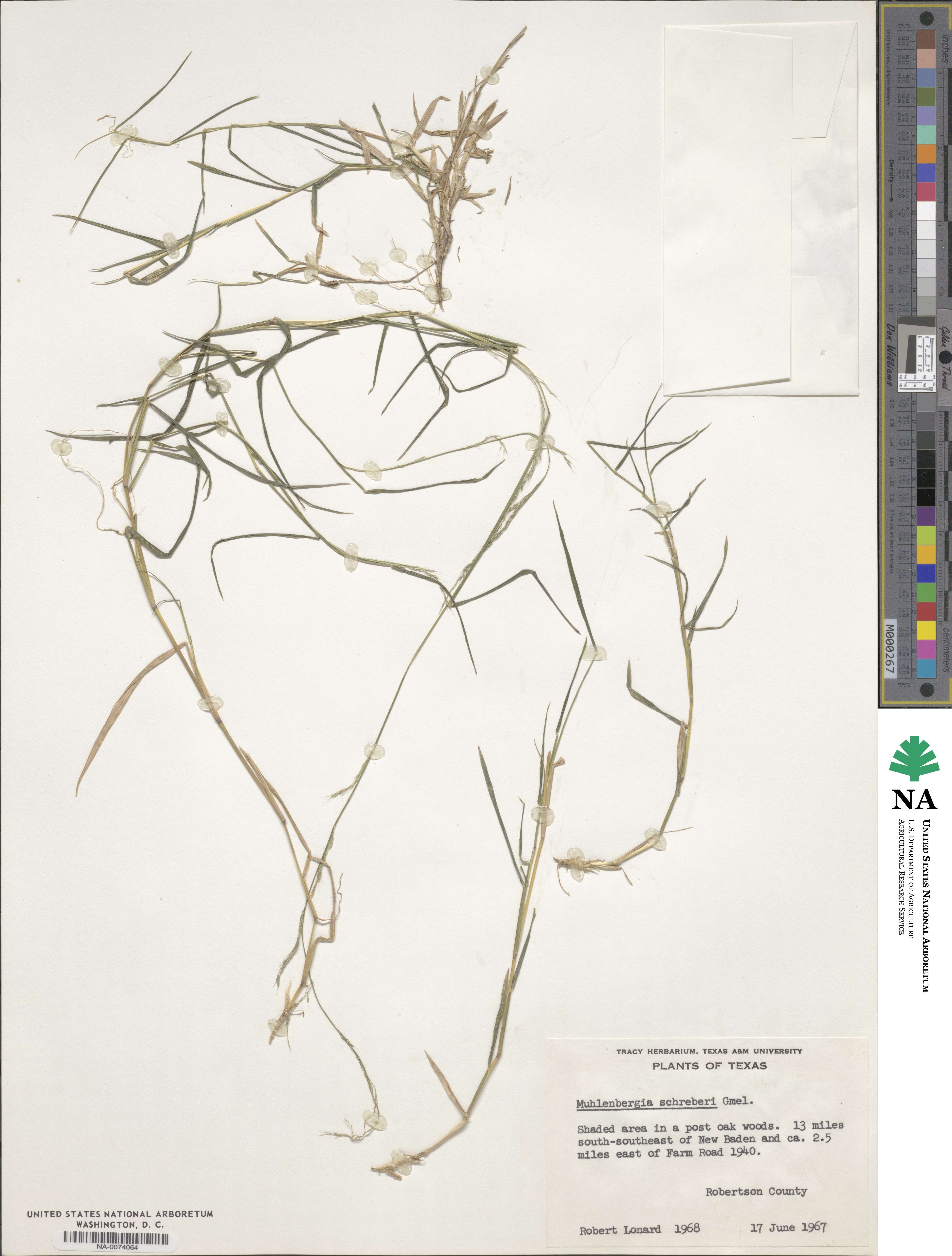 Muhlenbergia schreberi image