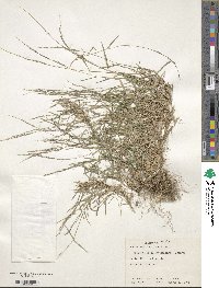 Muhlenbergia schreberi image