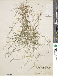 Muhlenbergia schreberi image