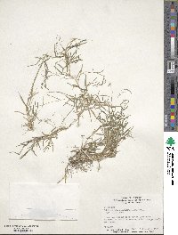 Muhlenbergia schreberi image