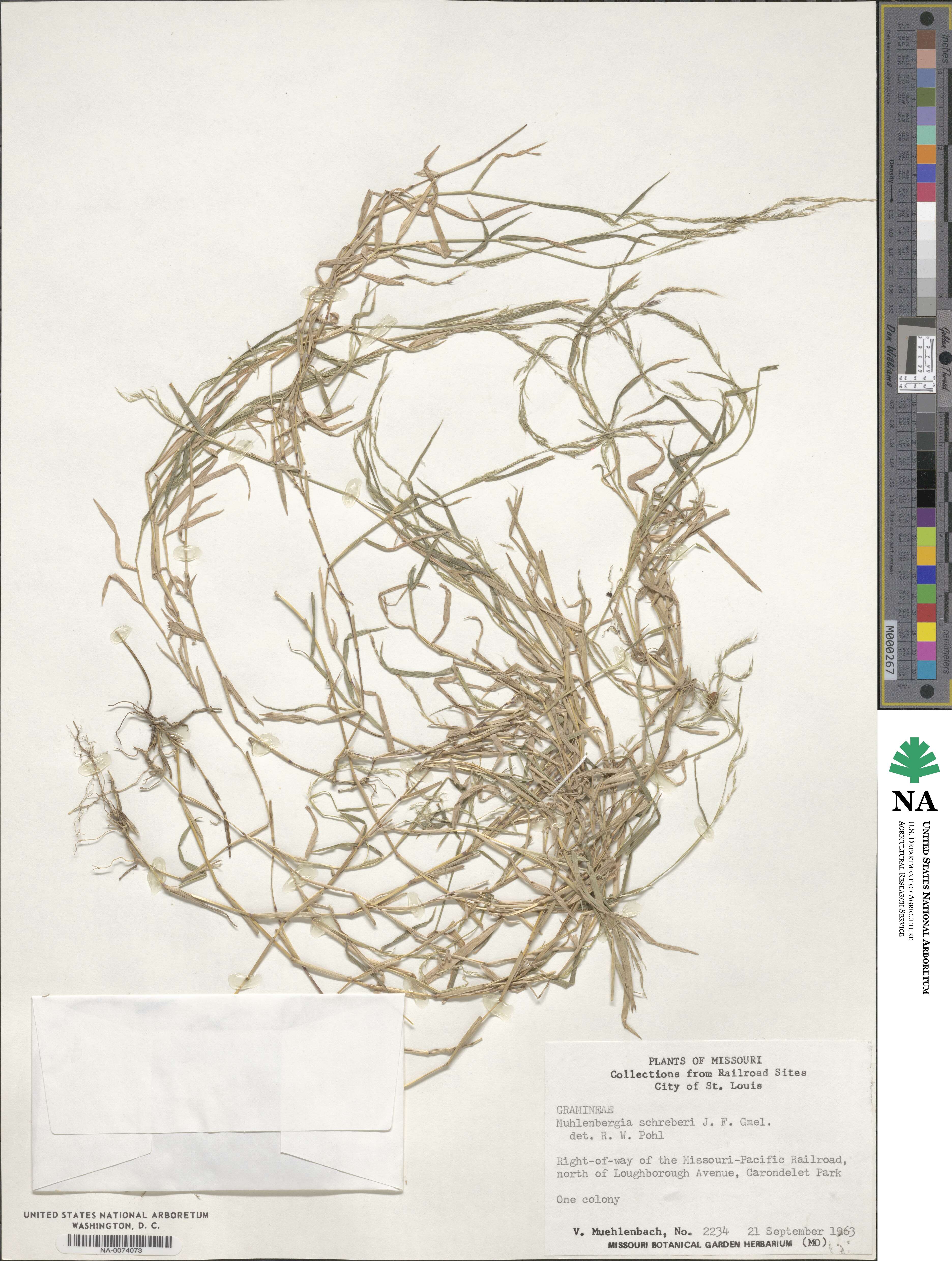 Muhlenbergia schreberi image