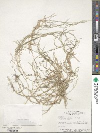 Muhlenbergia schreberi image