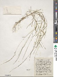 Muhlenbergia schreberi image