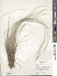 Muhlenbergia setifolia image