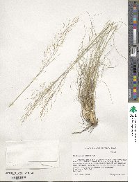 Muhlenbergia setifolia image