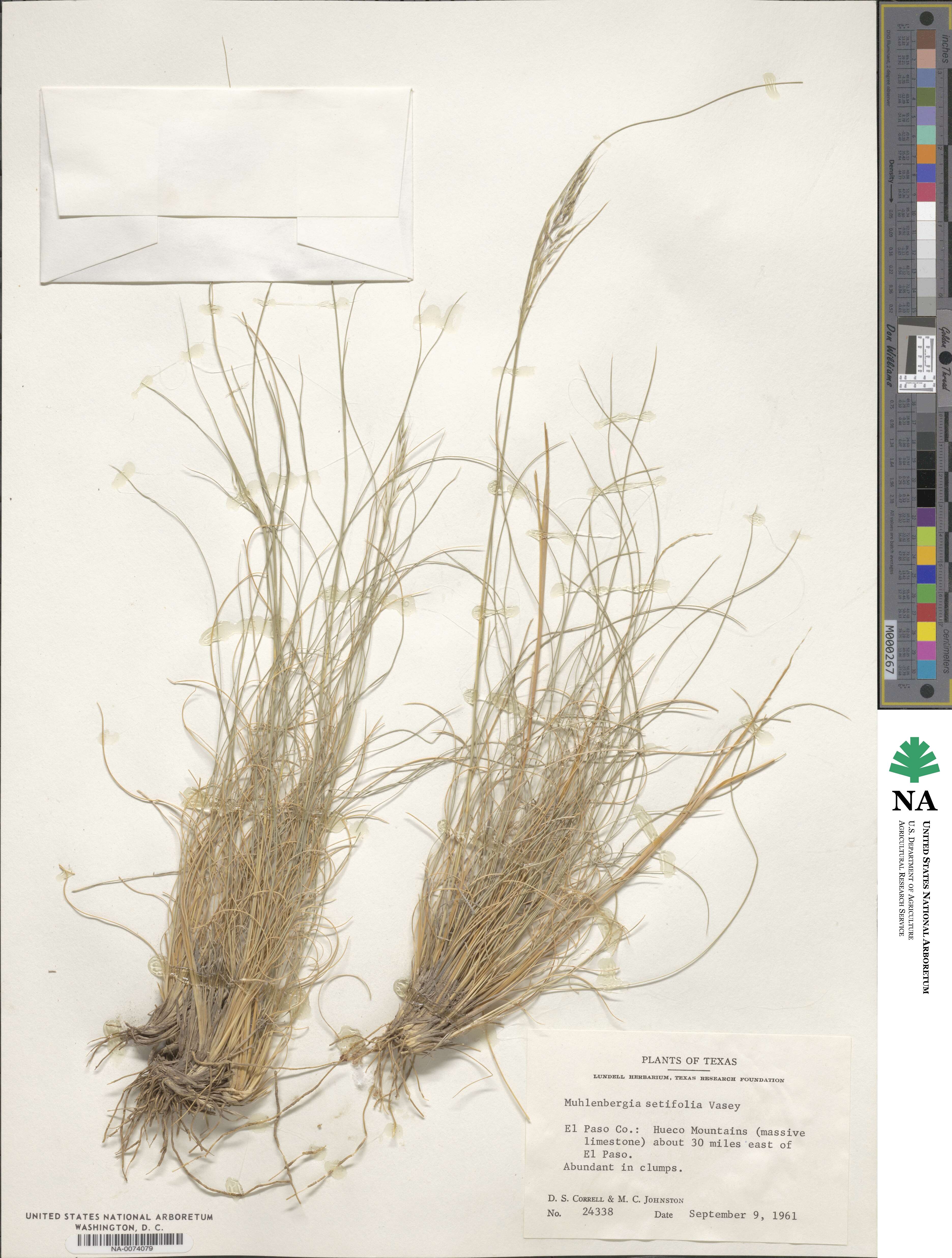 Muhlenbergia setifolia image