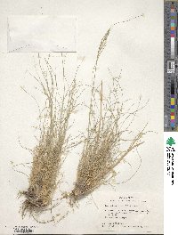 Muhlenbergia setifolia image