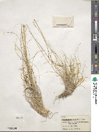 Muhlenbergia setifolia image