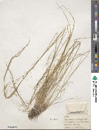 Muhlenbergia setifolia image