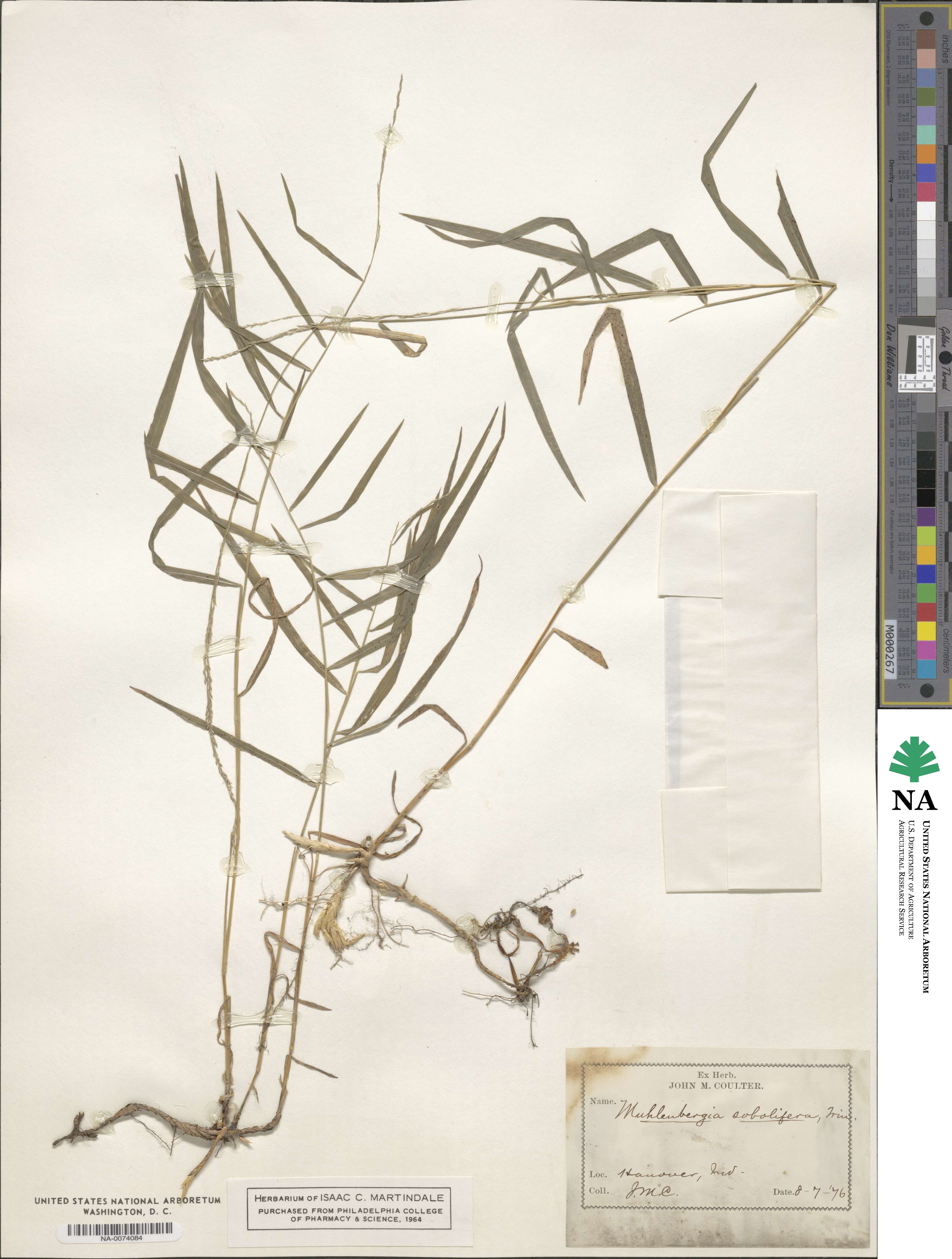 Muhlenbergia sobolifera image