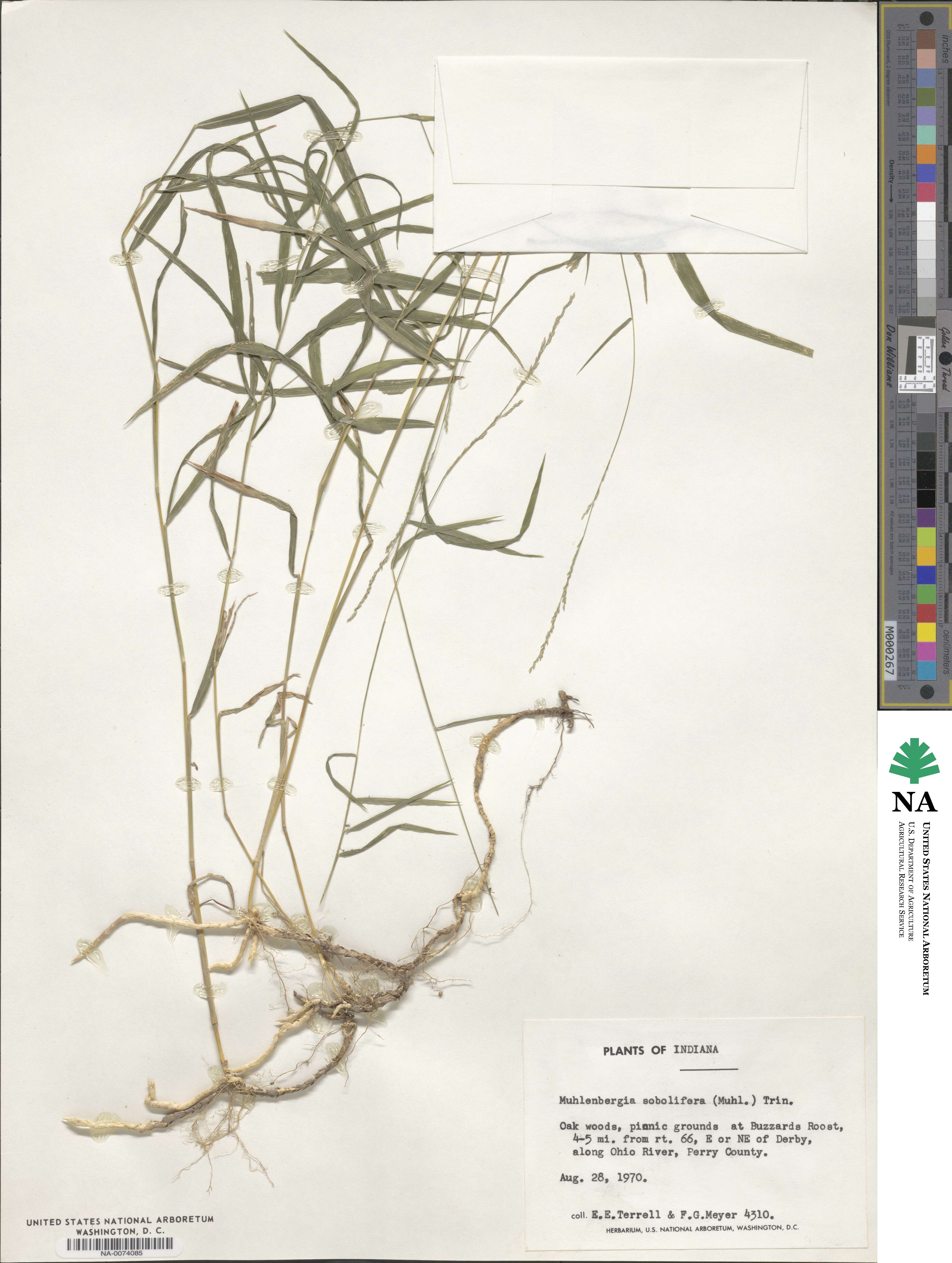 Muhlenbergia sobolifera image