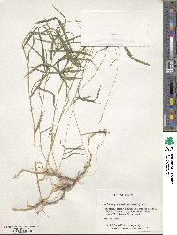 Muhlenbergia sobolifera image