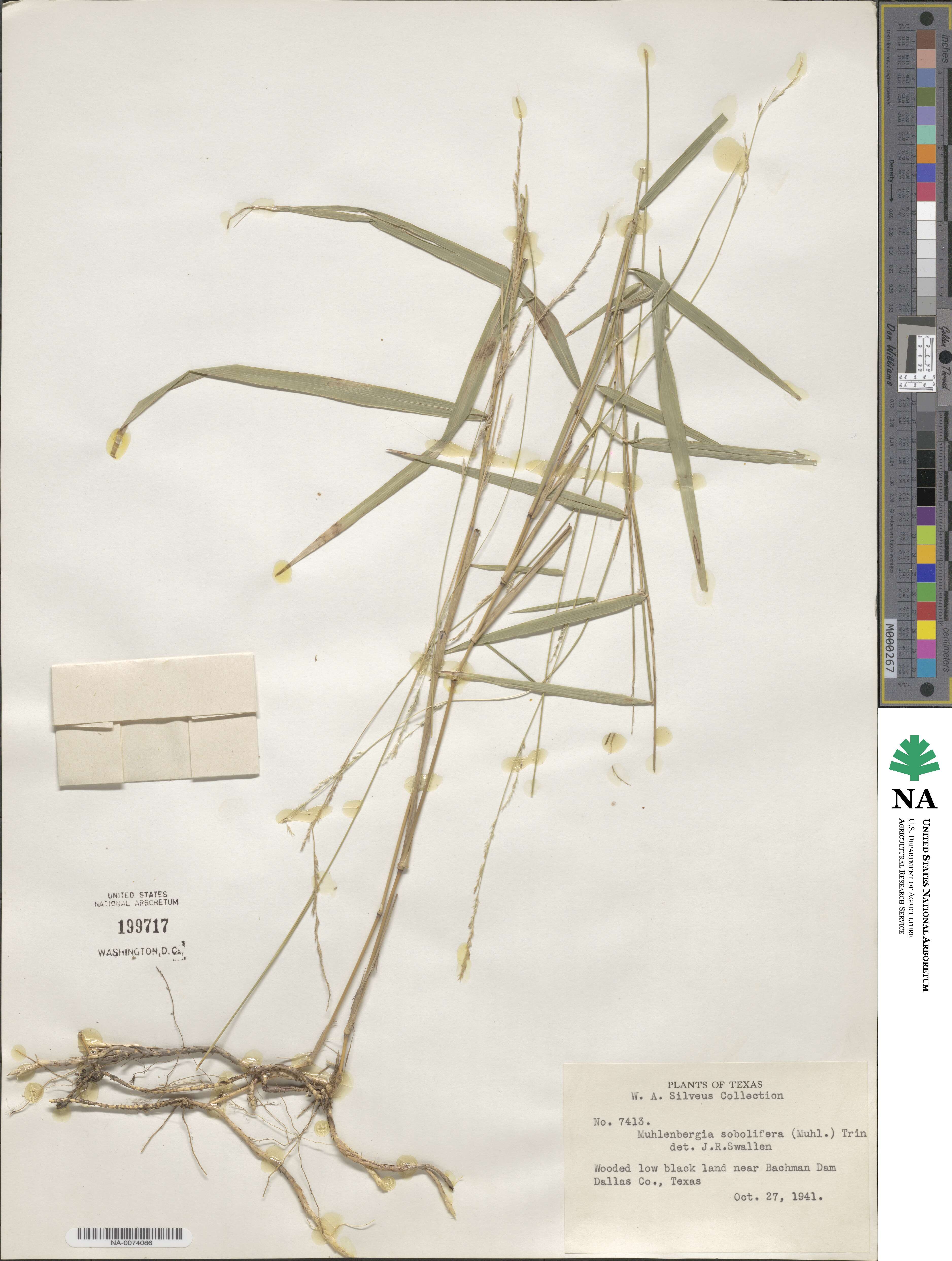 Muhlenbergia sobolifera image