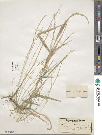 Muhlenbergia sobolifera image