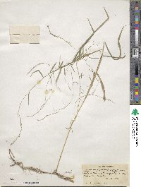 Muhlenbergia sobolifera image