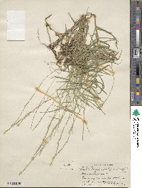 Muhlenbergia sobolifera image