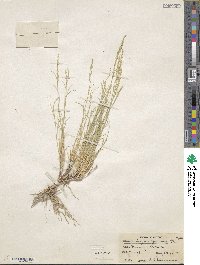 Muhlenbergia richardsonis image