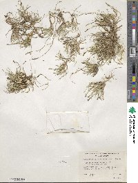 Muhlenbergia richardsonis image