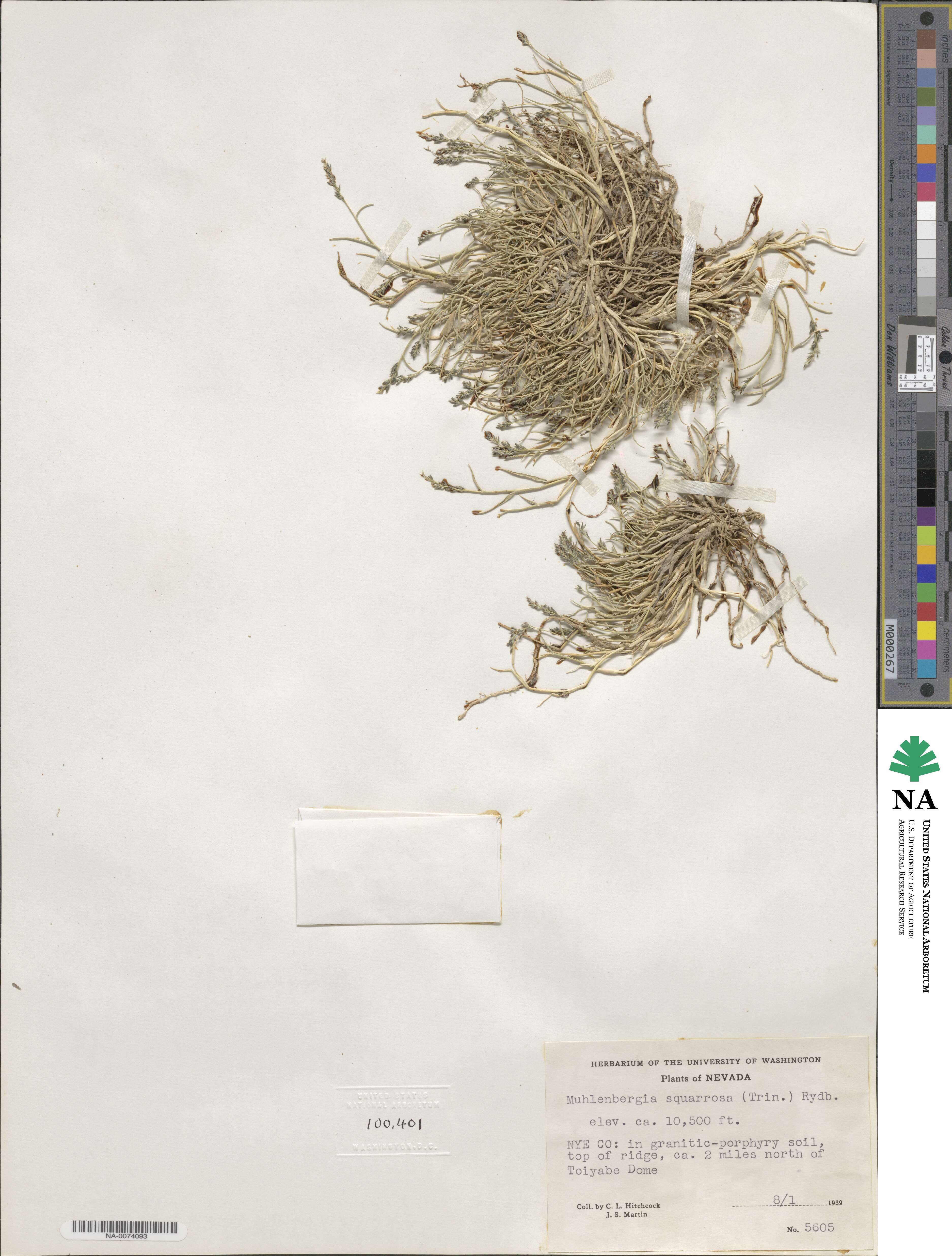 Muhlenbergia richardsonis image