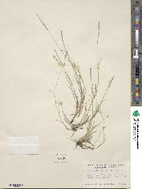 Muhlenbergia richardsonis image