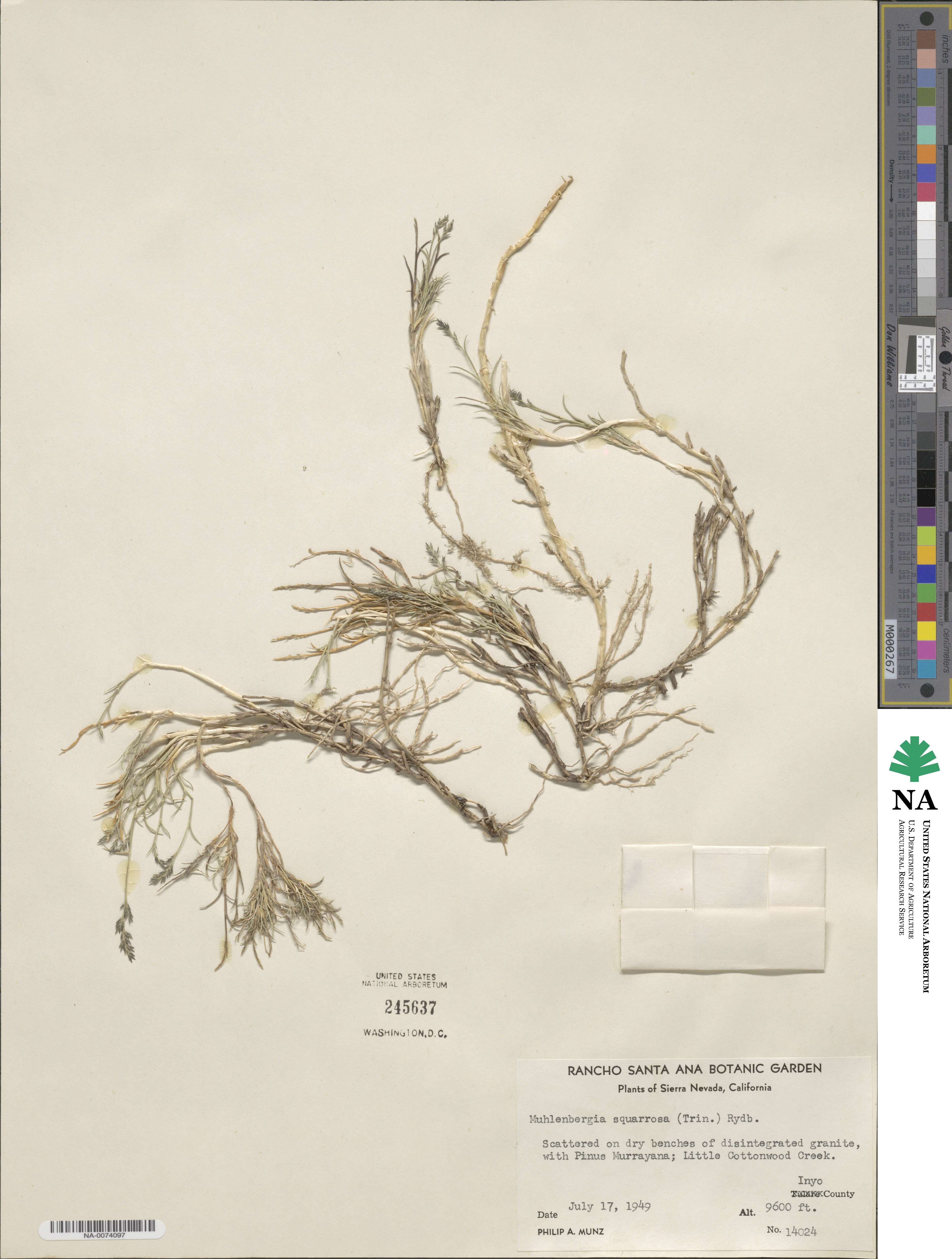 Muhlenbergia richardsonis image