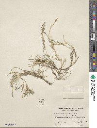 Muhlenbergia richardsonis image