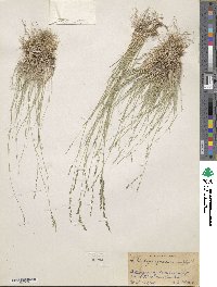 Muhlenbergia richardsonis image