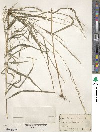 Muhlenbergia sylvatica image