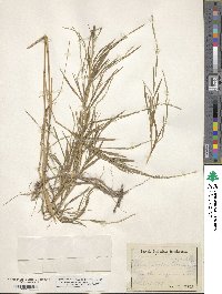 Muhlenbergia sylvatica image