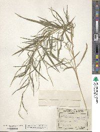 Muhlenbergia sylvatica image