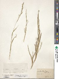 Muhlenbergia sylvatica image