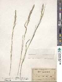 Muhlenbergia sylvatica image