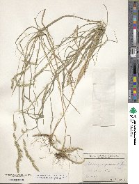 Muhlenbergia sylvatica image