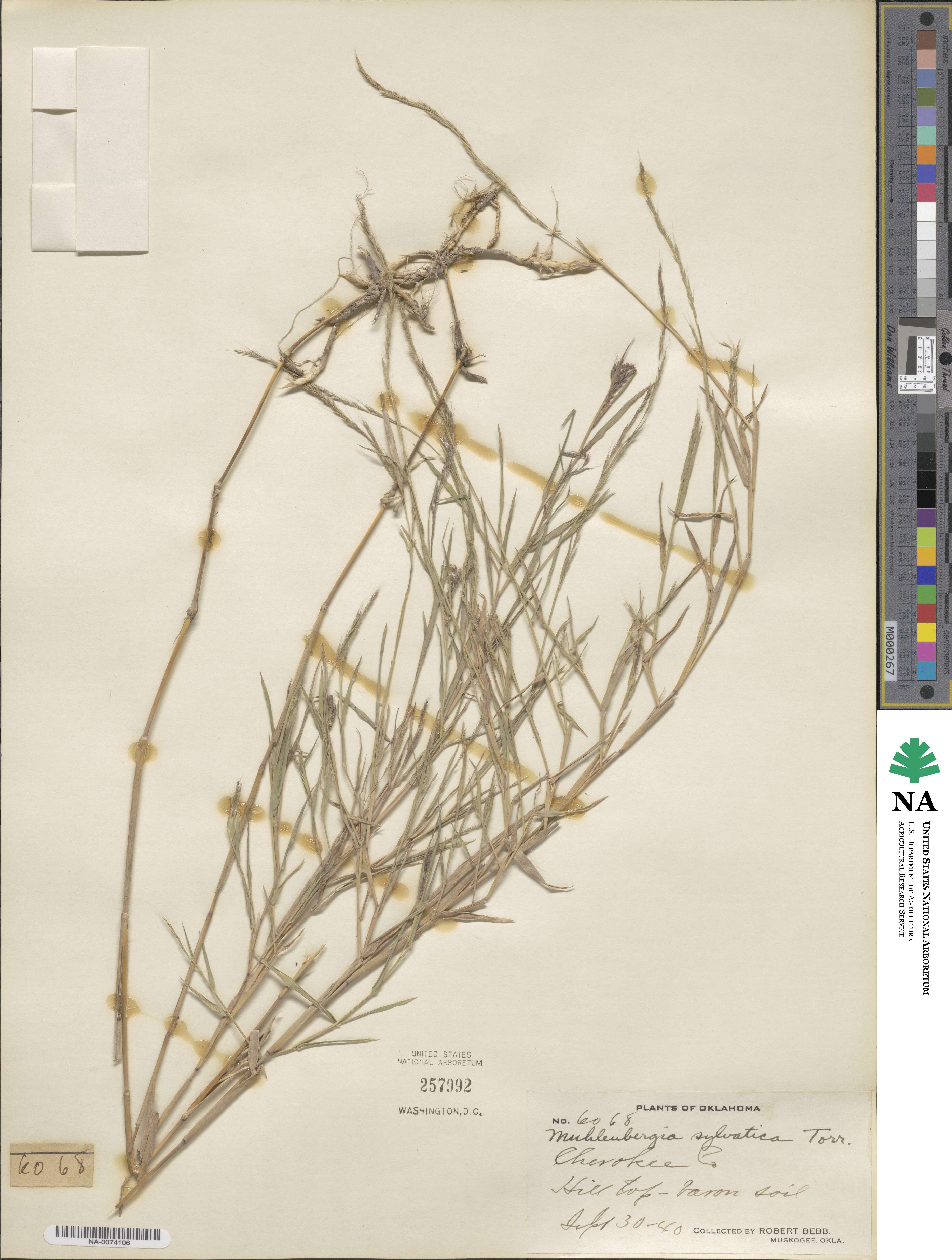 Muhlenbergia sylvatica image