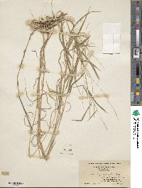 Muhlenbergia sylvatica image